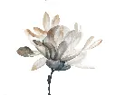 1002-1620-FL279-CR2.webp