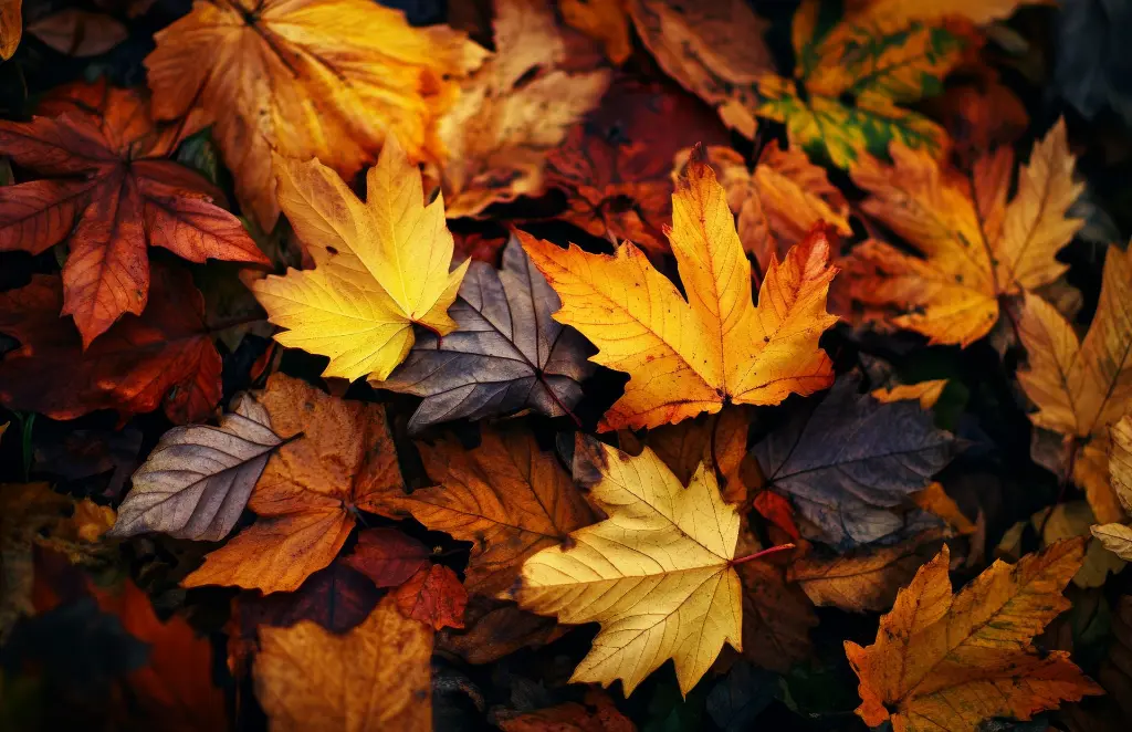 5001-1117-PR357.webp